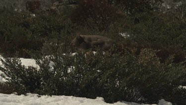 Wombat walking on the snowy ground
