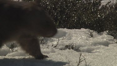 Wombat walking on the snowy ground