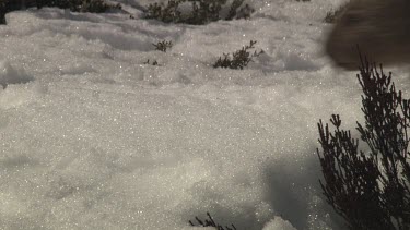 Wombat walking on the snowy ground