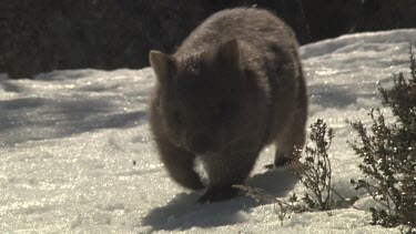 Wombat walking on the snowy ground