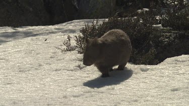 Wombat walking on the snowy ground