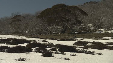 Wombat walking on the snowy ground