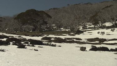 Wombat walking on the snowy ground