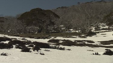 Wombat walking on the snowy ground