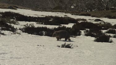 Wombat walking on the snowy ground