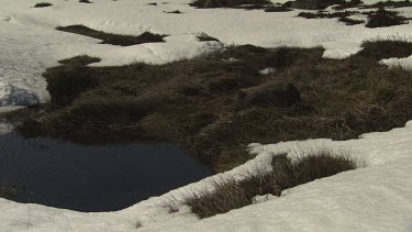 Wombat walking on the snowy ground