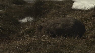 Wombat walking on dry grass
