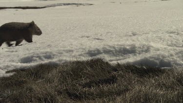 Wombat walking on the snowy ground