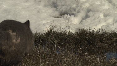 Wombat walking on the snowy ground