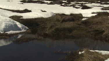 Wombat walking by a snowy pond