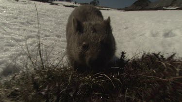 Wombat walking on the snowy ground