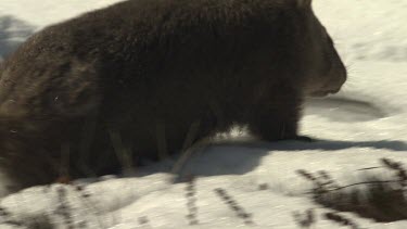 Wombat walking on the snowy ground