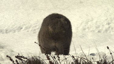 Wombat standing in the snow