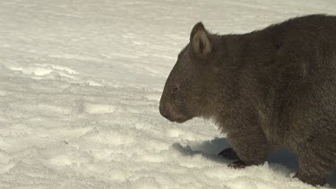Wombat walking on the snowy ground