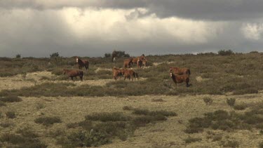 Wild horses walking on a sparse field