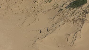 Pair of Emus walking through the sand