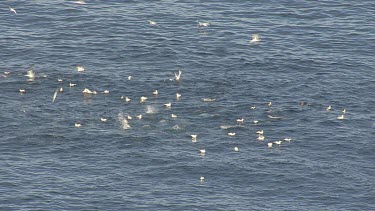 Gannets plunge diving as Dolphins herd fish near the ocean surface