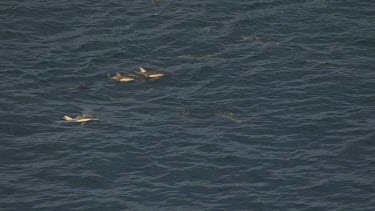 Gannets plunge diving as Dolphins herd fish near the ocean surface