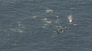 Gannets plunge diving as Dolphins herd fish near the ocean surface