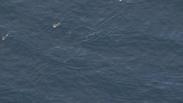 Gannets plunge diving as Dolphins herd fish near the ocean surface