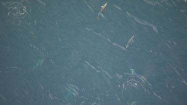 Gannets plunge diving as Dolphins herd fish near the ocean surface