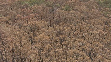 Dense forest and a cloudy sky over Blue Mountains