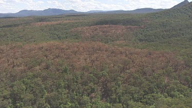 Dense forest and a cloudy sky over Blue Mountains