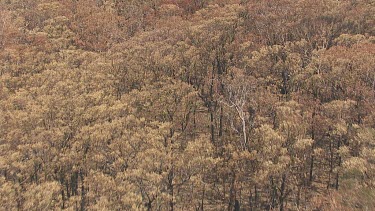 Dense forest and a cloudy sky over Blue Mountains