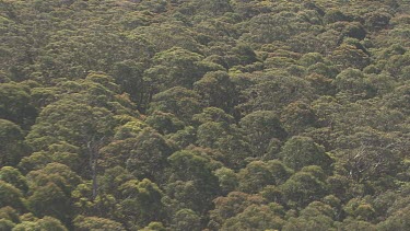 Dense forest covering Blue Mountains