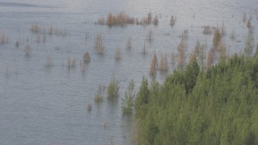 Green reeds and plants along a tranquil riverbank