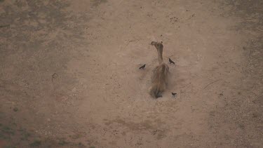 Australian Ravens surrounding an Australian Feral Camel resting in the dirt