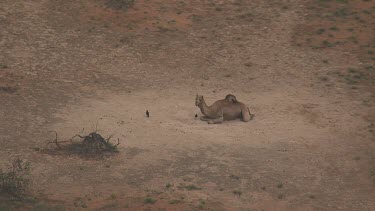 Australian Ravens surrounding an Australian Feral Camel resting in the dirt