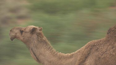 Close up of Australian Feral Camel walking through the dry outback