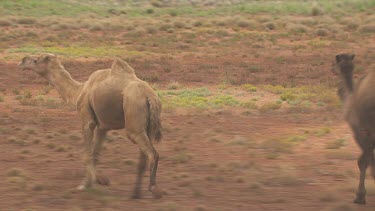 Herd of Australian Feral Camels walking through the dry outback