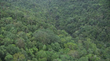 Dense forest in Daintree National Park