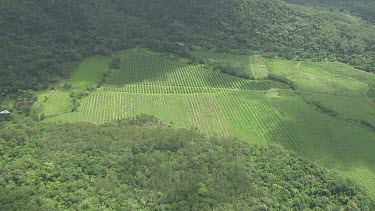 Aerial view of green fields in Daintree National Park