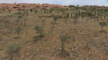 Sparse desert vegetation on King's Canyon