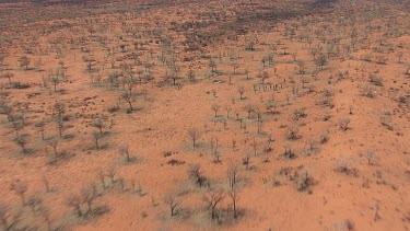 Desert vegetation in King's Canyon