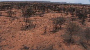 Sparse desert vegetation in King's Canyon