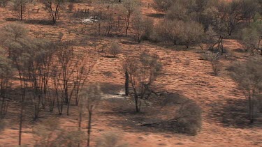 Sparse desert vegetation in King's Canyon