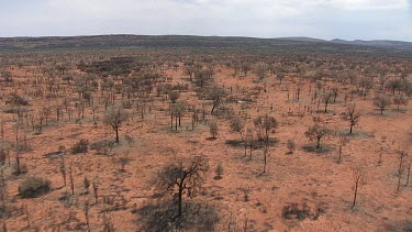 Sparse desert vegetation in King's Canyon