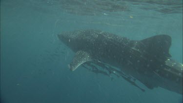 Diver is preparing to tag Whale Shark. He fails to tag the whale shark. Whale Shark escapes from Diver.