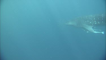 Underwater Shot of Whale Shark at Ningaloo Reef