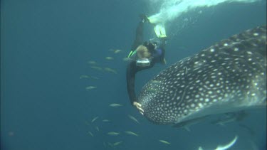 Diver is swimming with Whale Shark at Ningaloo Reef