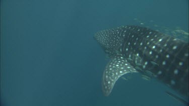 Diver is swimming with Whale Shark at Ningaloo Reef