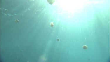 Jellyfish swimming at Ningaloo Reef. Sunshine rays in background.