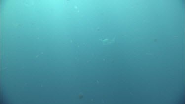 Jellyfish swimming at Ningaloo Reef. Manta Ray in background.