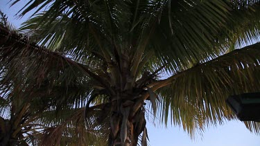 Palm Trees at near Monkey Mia Shore
