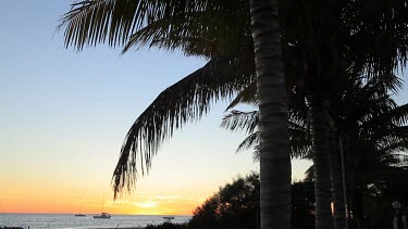 Palm Trees at near Monkey Mia Shore