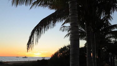 Palm Trees at near Monkey Mia Shore